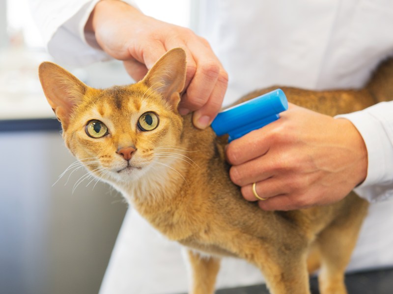 Katze bekommt Mikrochip eingesetzt