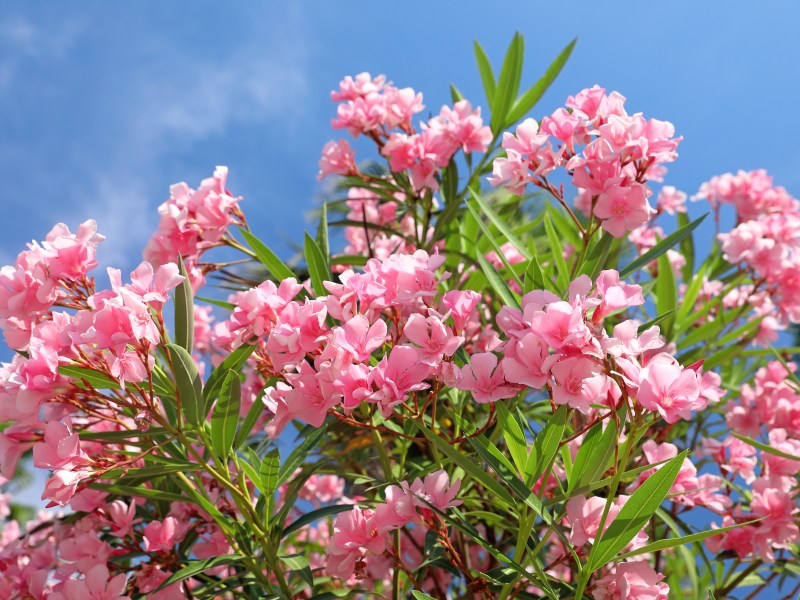 Ein Traum von einer Pflanze: Der Oleander strahlt mit dem Sommer um die Wette. Damit er aber so richtig toll blühen kann, braucht der nährstoffhungrige Oleander Dünger. Diese Hausmittel eignen sich am besten!