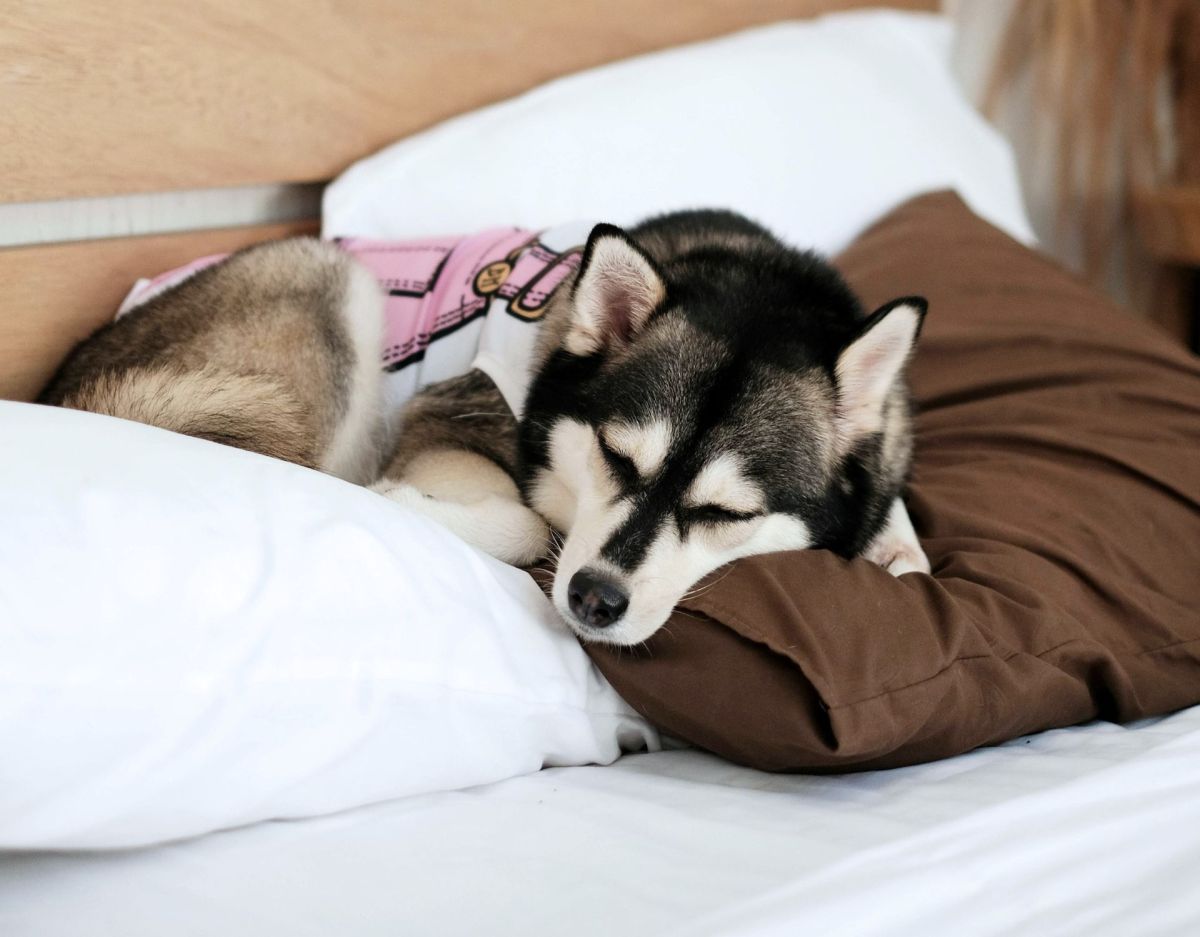 Hund schläft