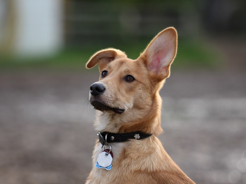 Hund mit Hundemarke