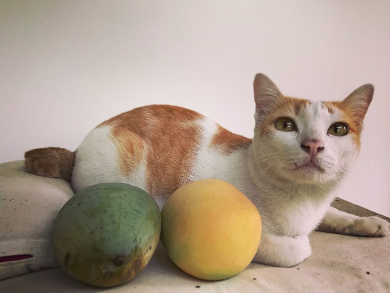 Katze sitzt neben zwei Mangos