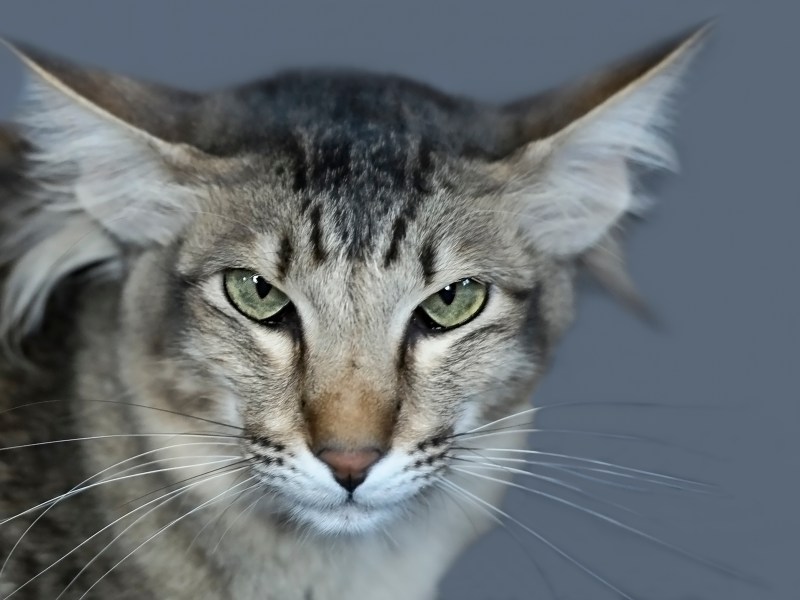 Orientalische Langhaarkatze im Portrait