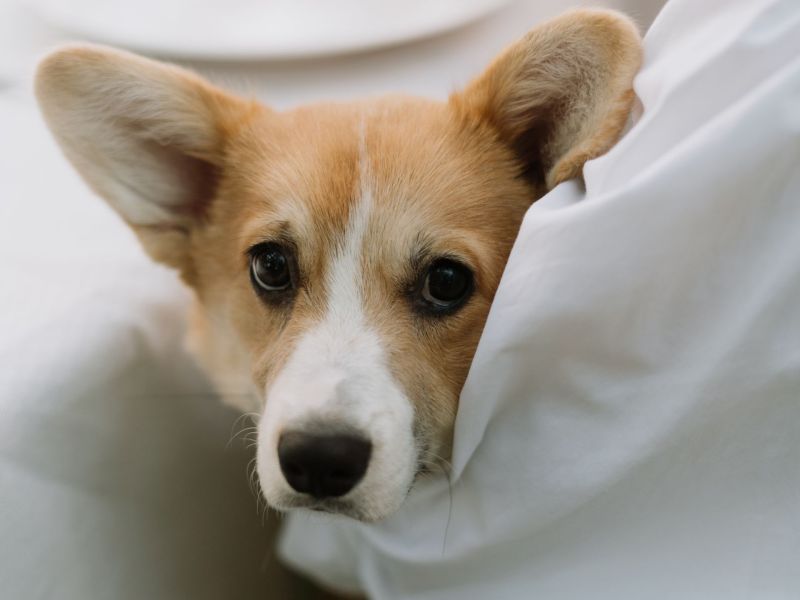 Corgi