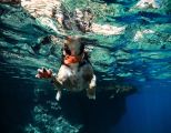 Hund schwimmt