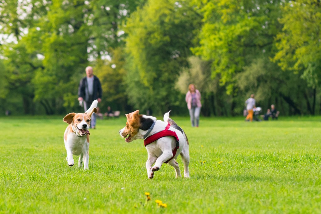 Zwei Hunde lernen sich kennen