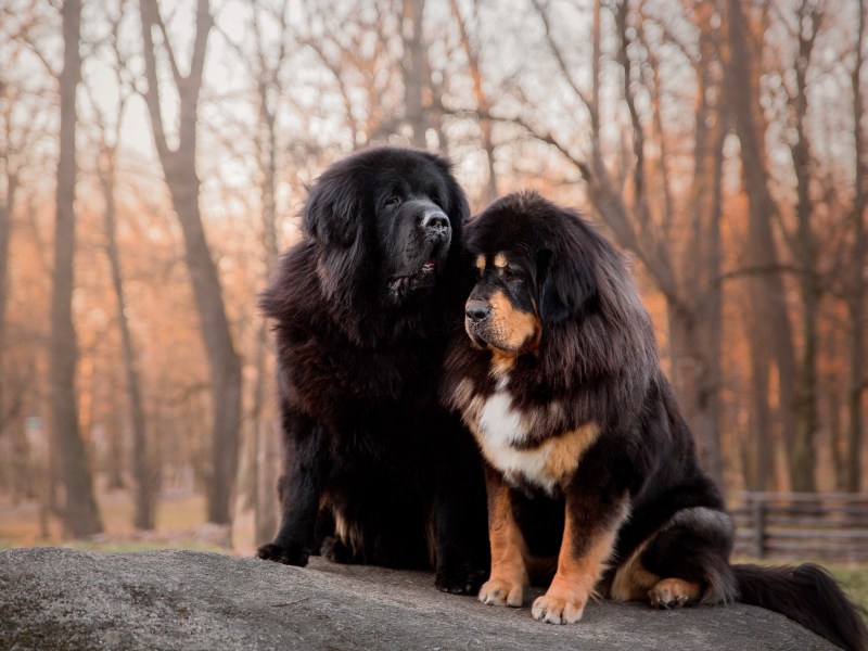 Tibet Mastiff