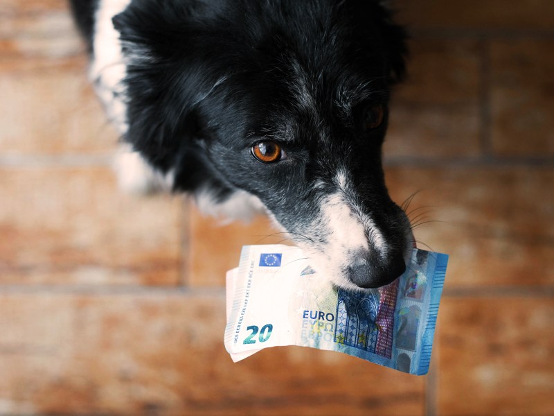 Hund aus dem Tierschutz Kosten