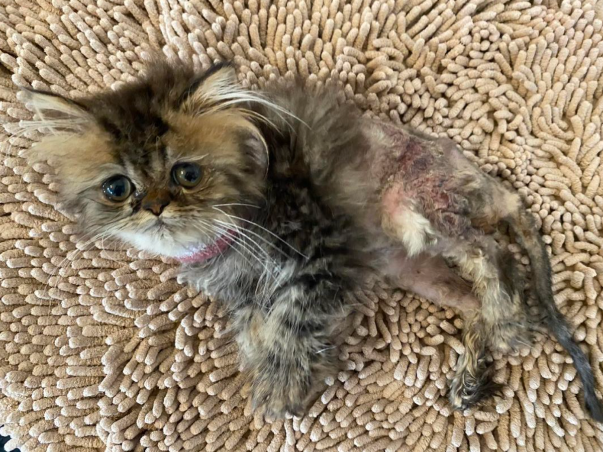 Babykatze 