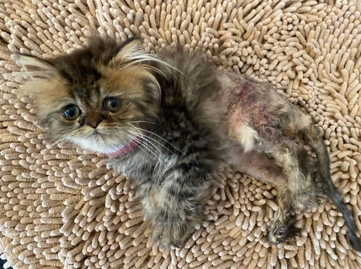 Babykatze 