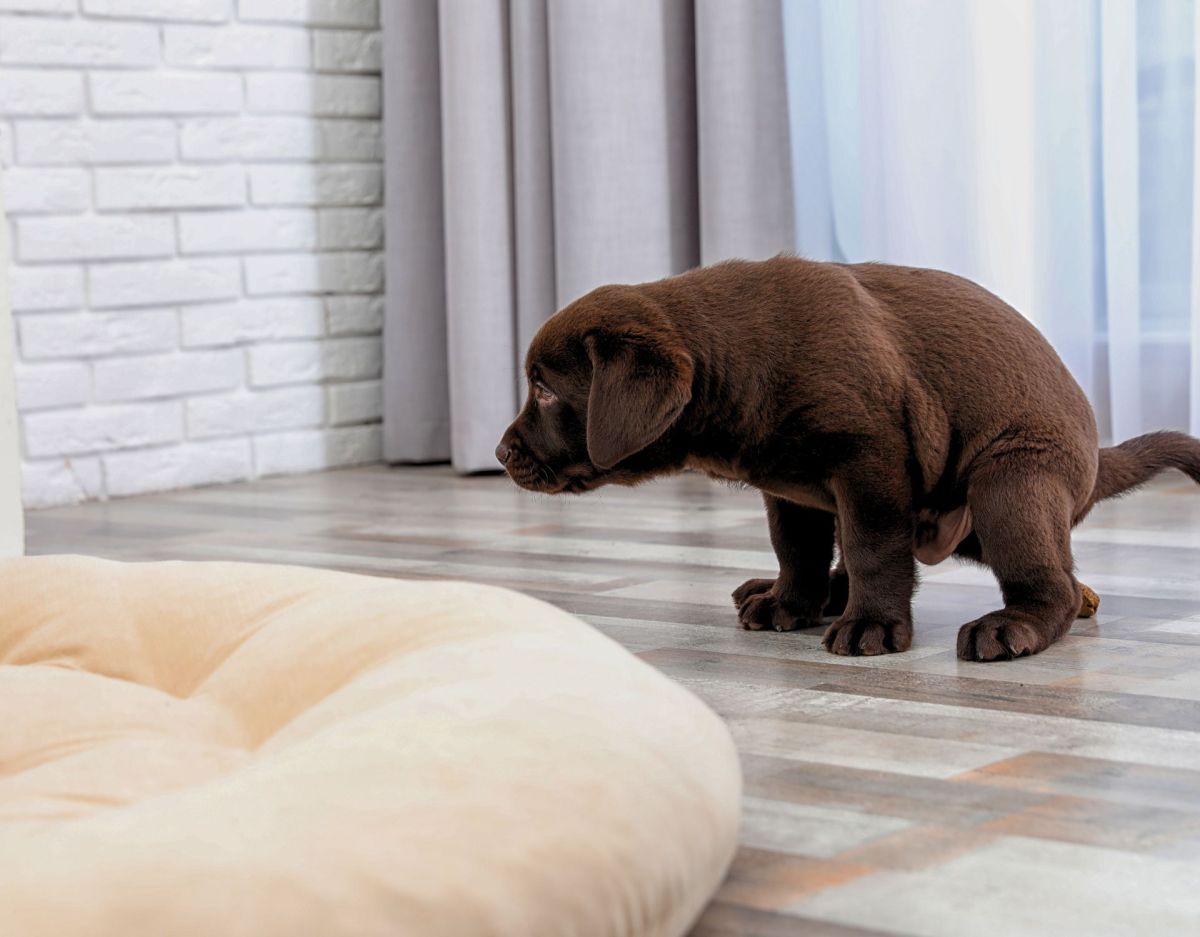 Welpe Kotet In Die Wohnung Trotz Gassi Gehen Hund: 6 Gründe, warum stubenreine Hunde in die Wohnung koten - wmn.de