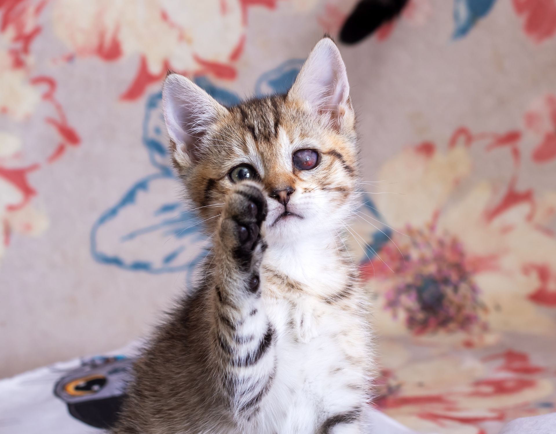 Katze Auge tränt einseitig die Ursachen sind vielseitig wmn.de