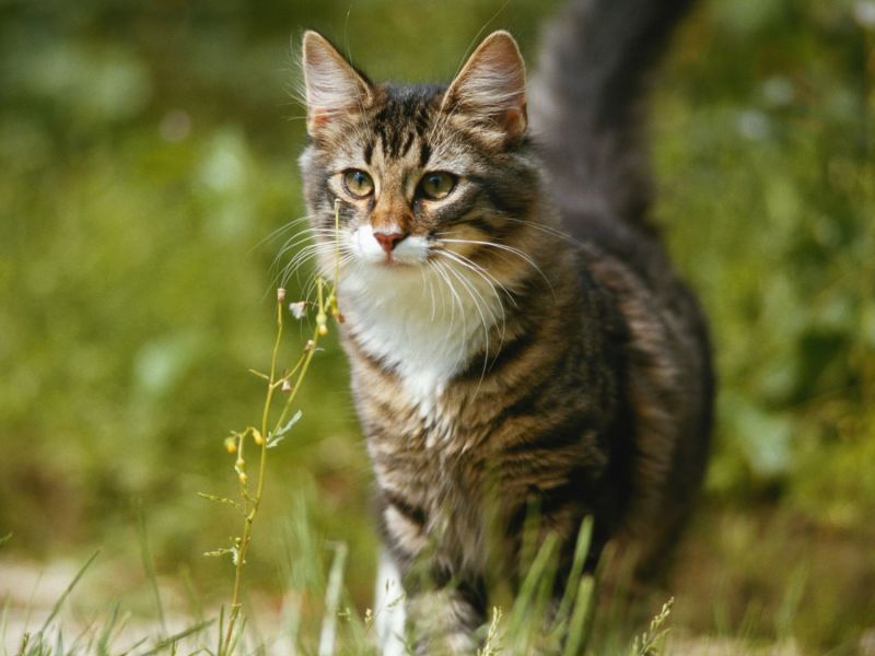 Katze