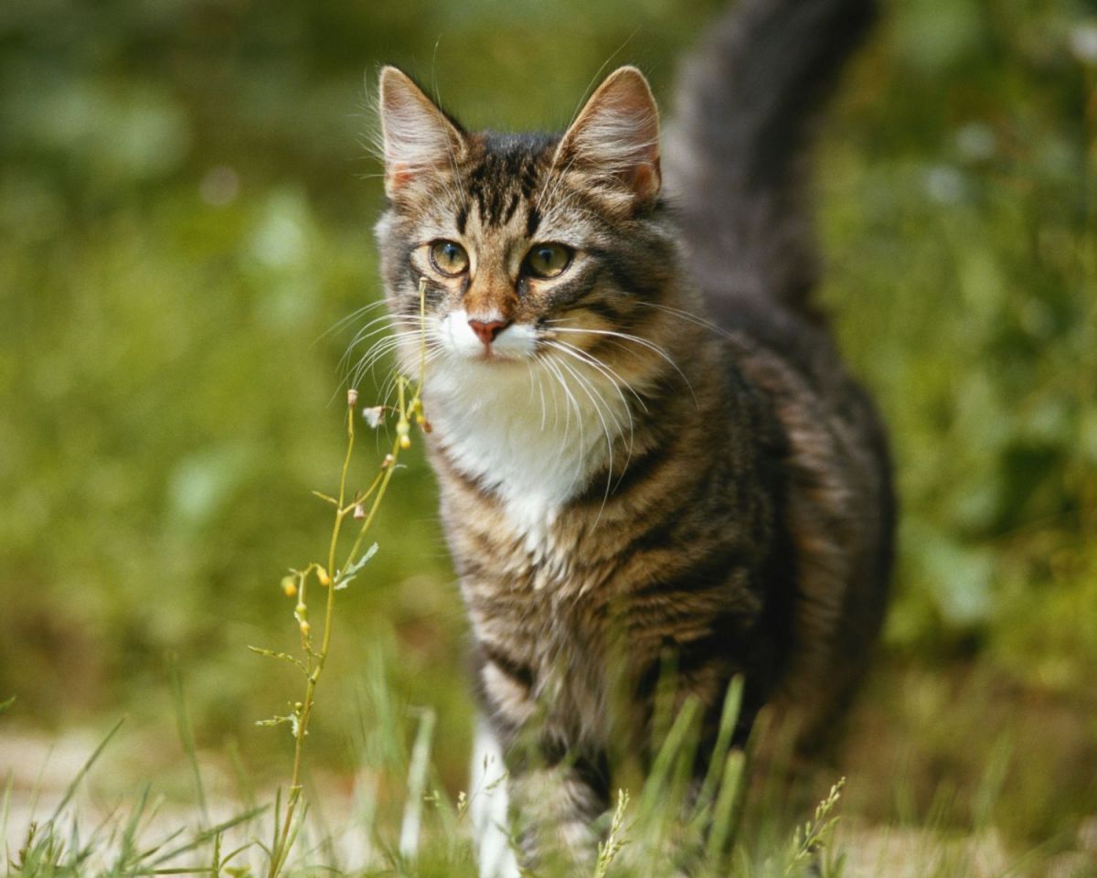Katze