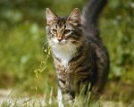 Katze