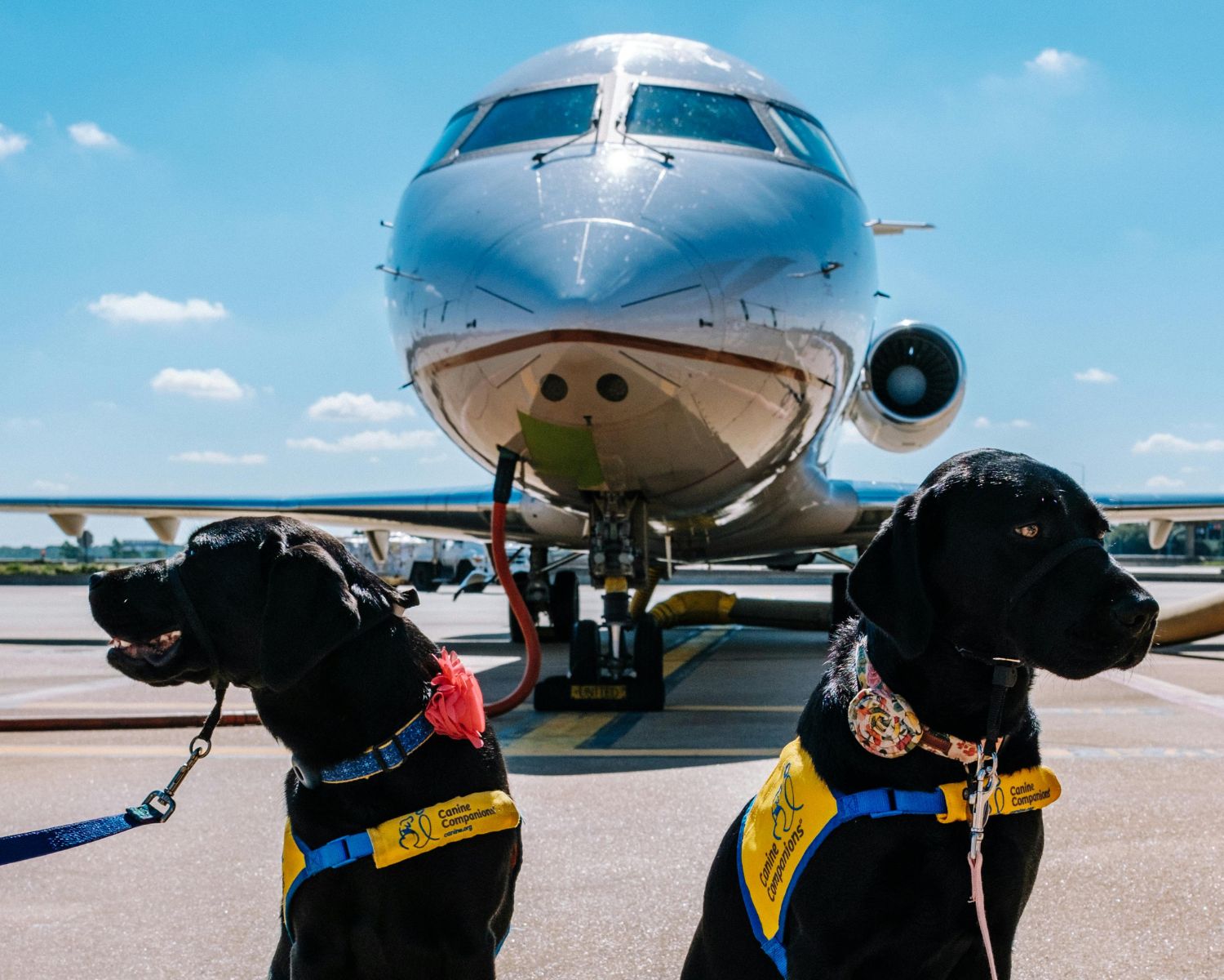Hunde-an-Bord-Diese-Airlines-lassen-deinen-Vierbeiner-mitfliegen