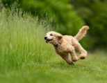 Hund rennt