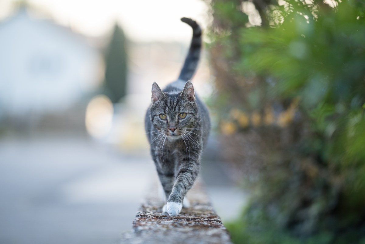 Katze läuft auf einer Mauer entlang