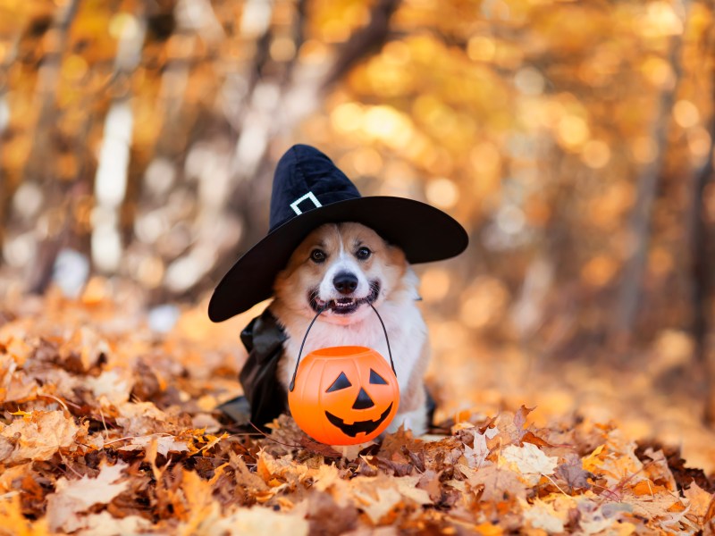 Corgi Halloween