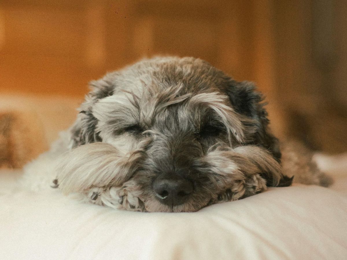Hund Kissen