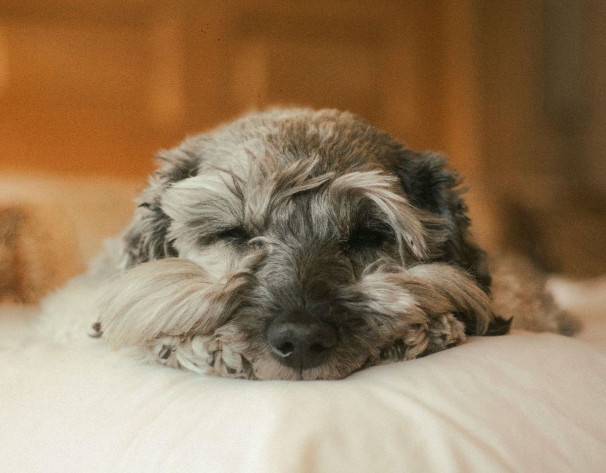 Hund Kissen