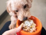 Hund Schonkost