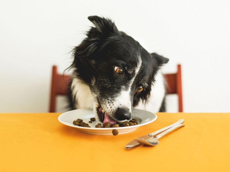 Hund isst Trockenfutter vom Teller