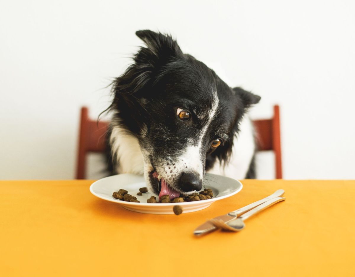 Hund isst Trockenfutter vom Teller