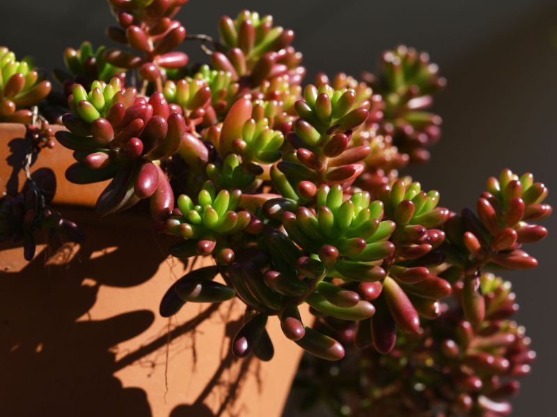 Jelly Bean Plant