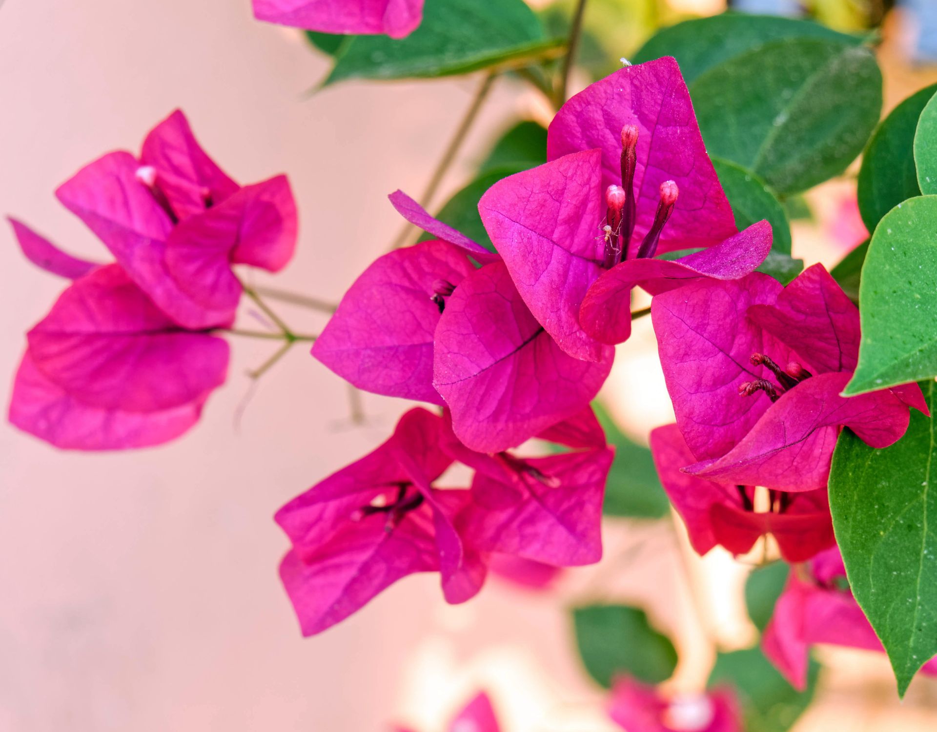 Kanaren Diese pinken InselBlumen gedeihen auch in deinem Garten! wmn.de