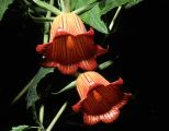 Kanaren Glockenblume