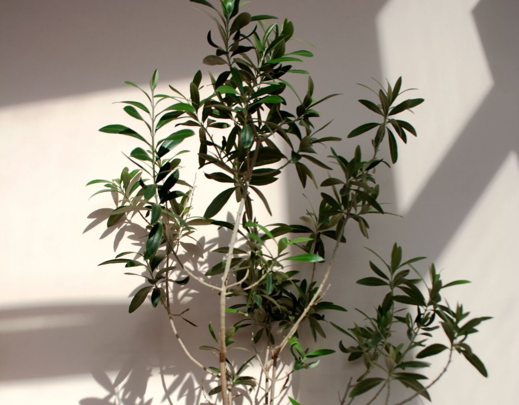 Olivenbaum