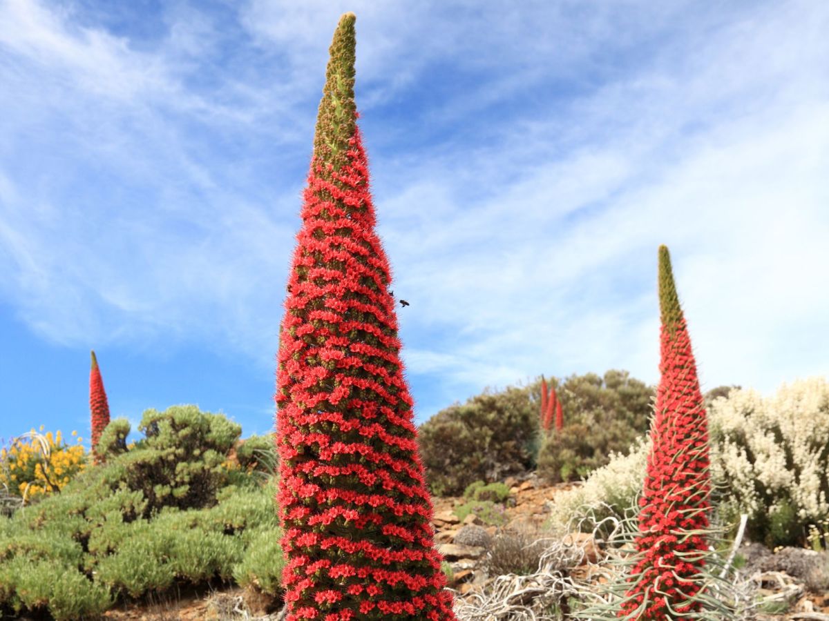 Kerze des Teide