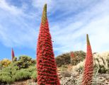 Kerze des Teide