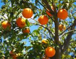Orangenbaum