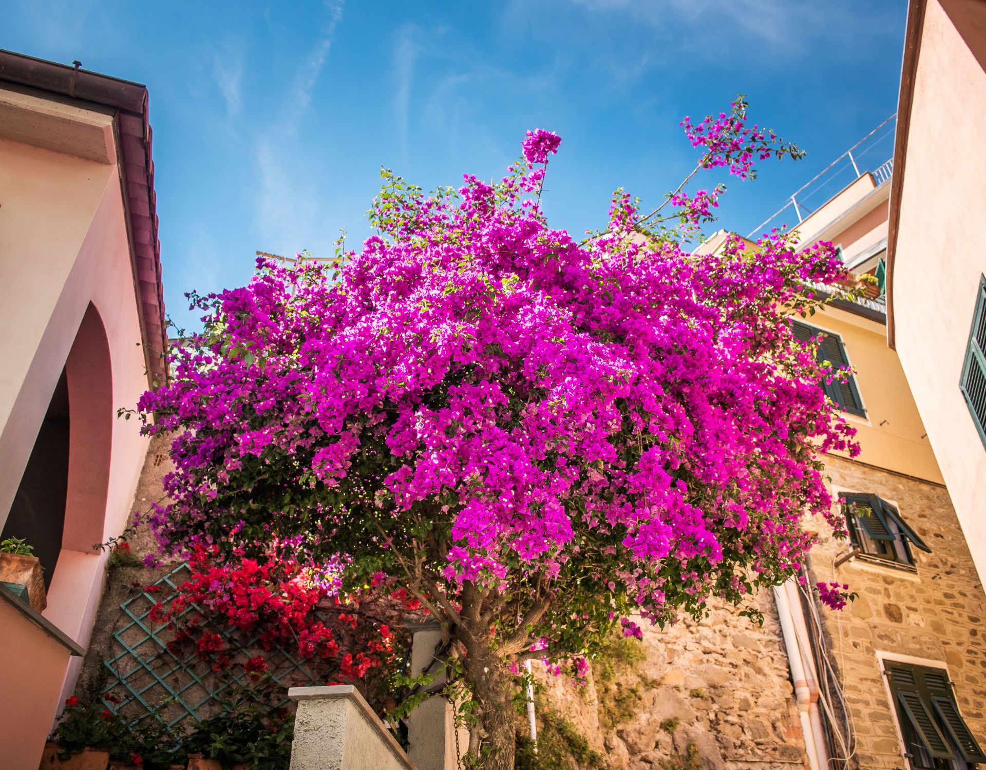 Ein-Hauch-Kanaren-im-Blumentopf-Diese-pinken-exotischen-Sch-nheiten-bl-hen-auch-bei-dir