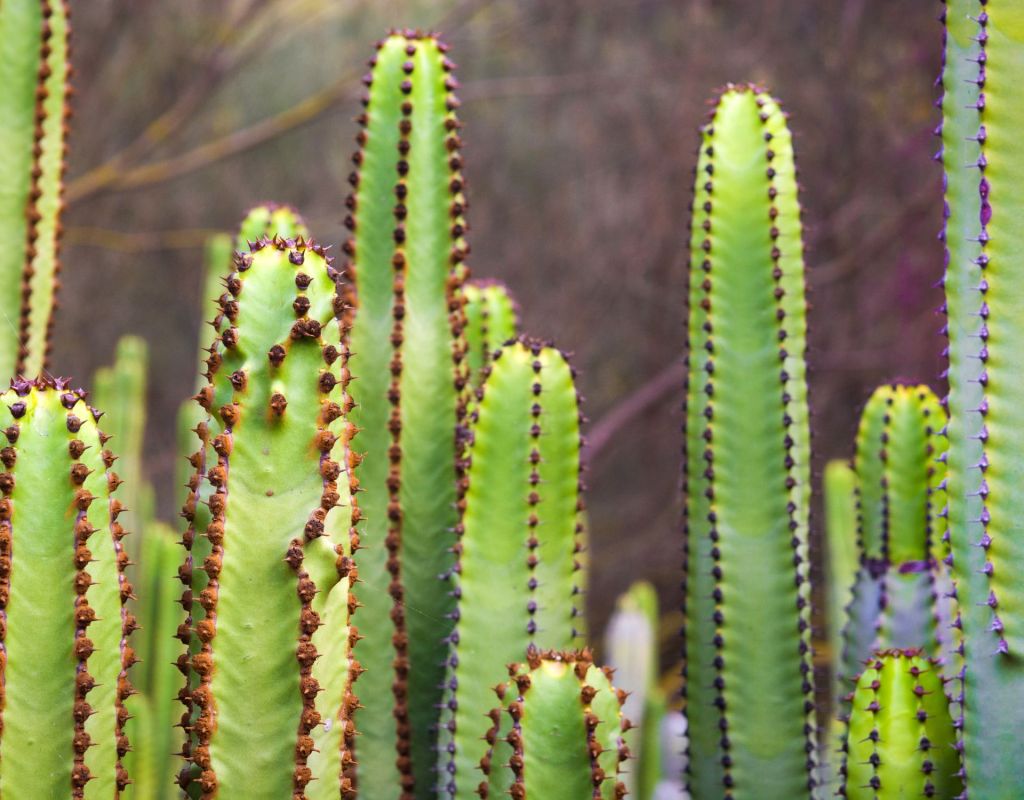Jardín Botánico