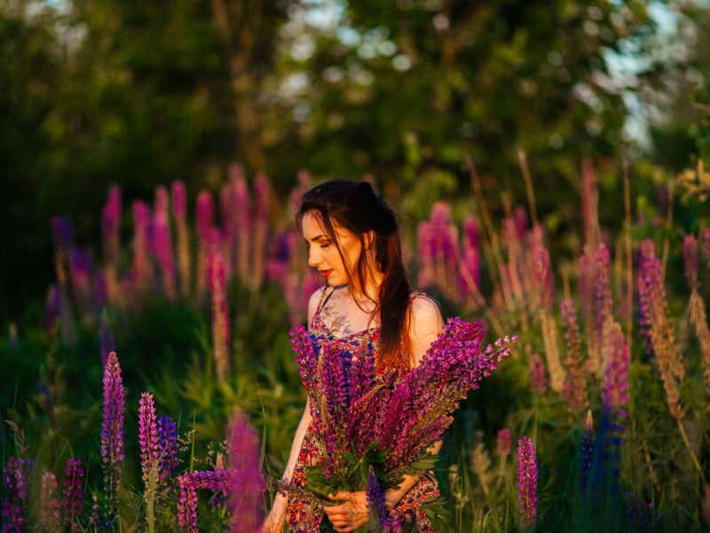 Lupinen