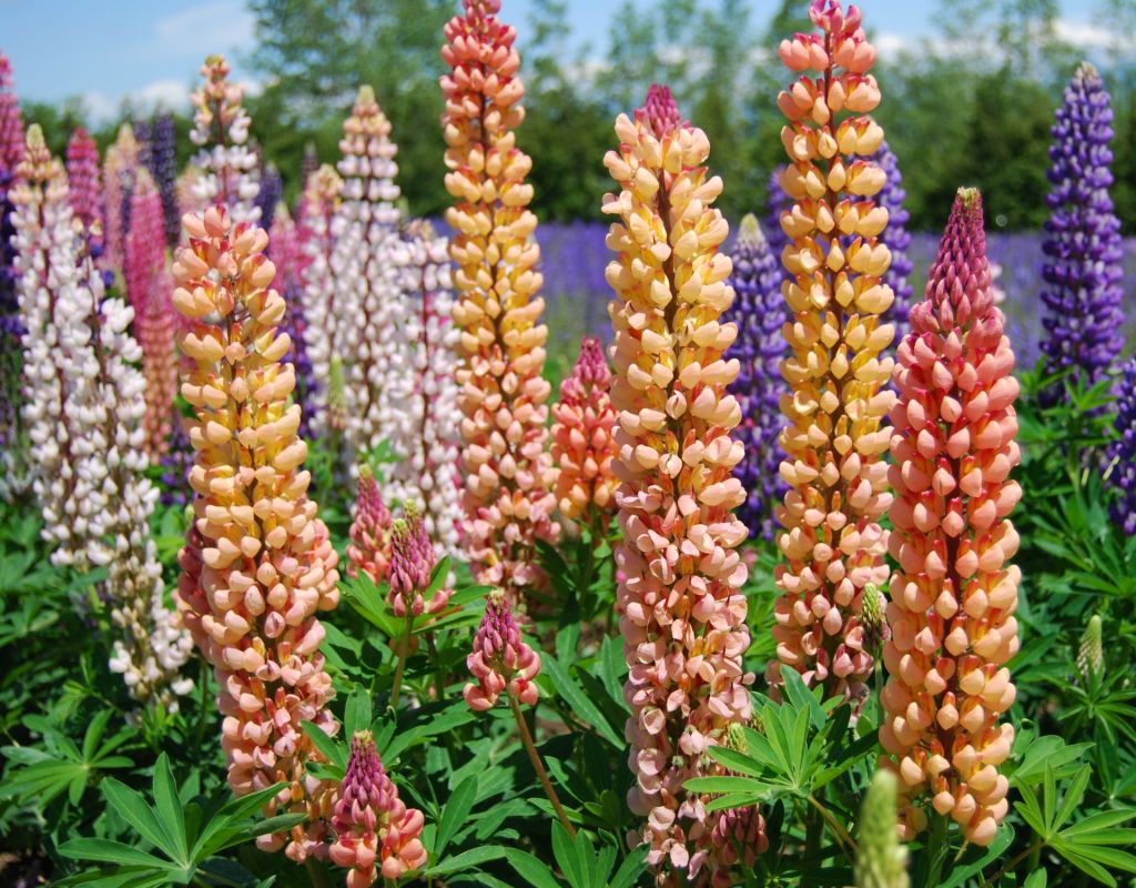 Lupinen