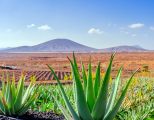 Aloe Vera Kanaren