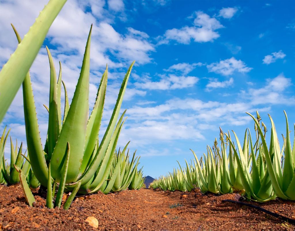 Aloe vera