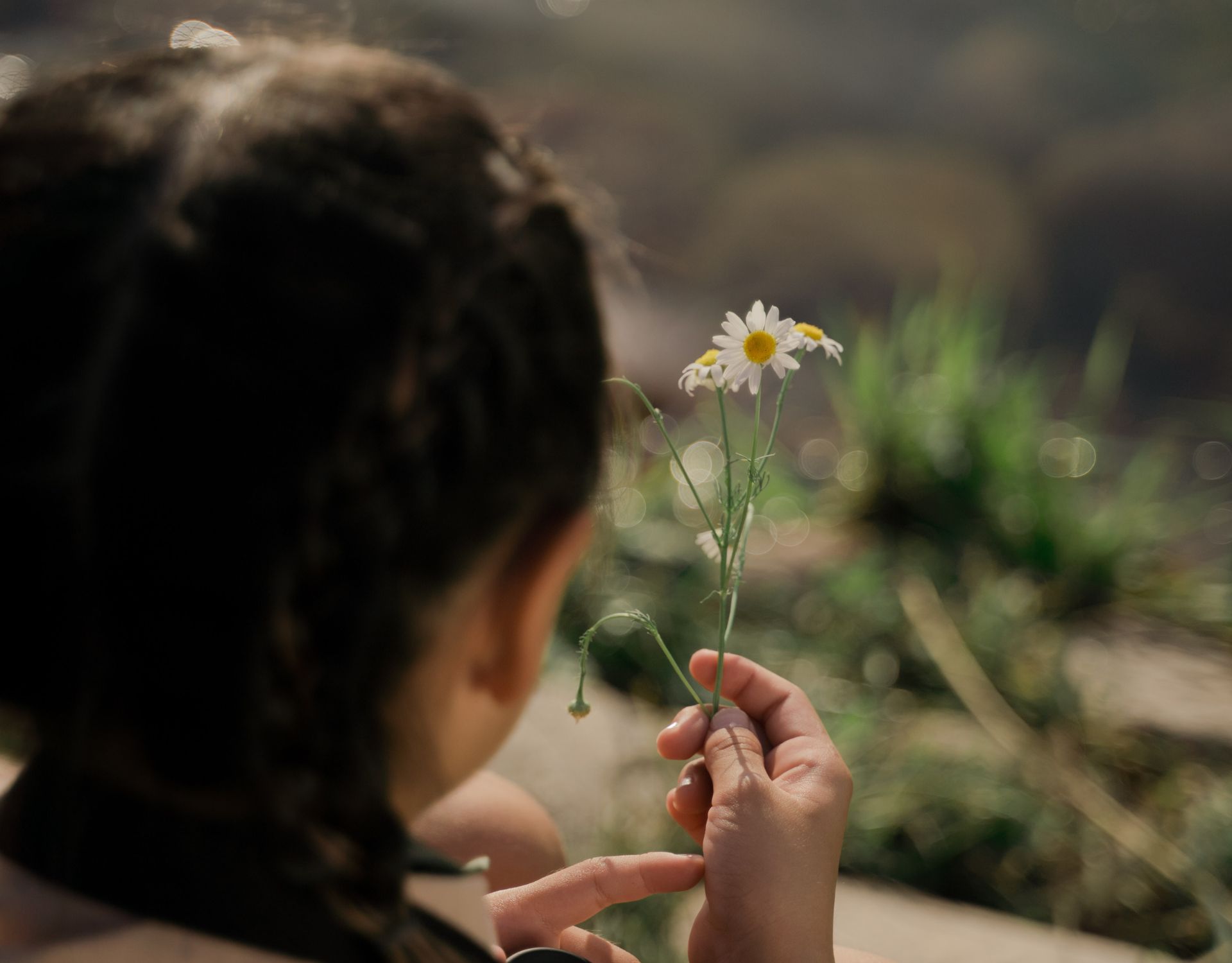 D-nemarks-Nationalblume-ist-eigentlich-gar-keine-Blume-das-ist-ihr-Geheimnis