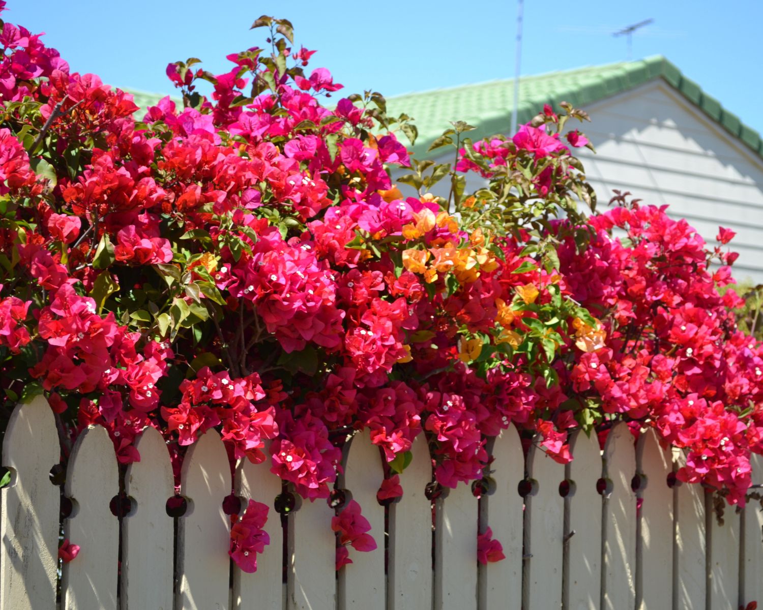 Kanaren-im-heimischen-Garten-Diese-f-r-die-Insel-typischen-Blumen-wachsen-auch-bei-dir
