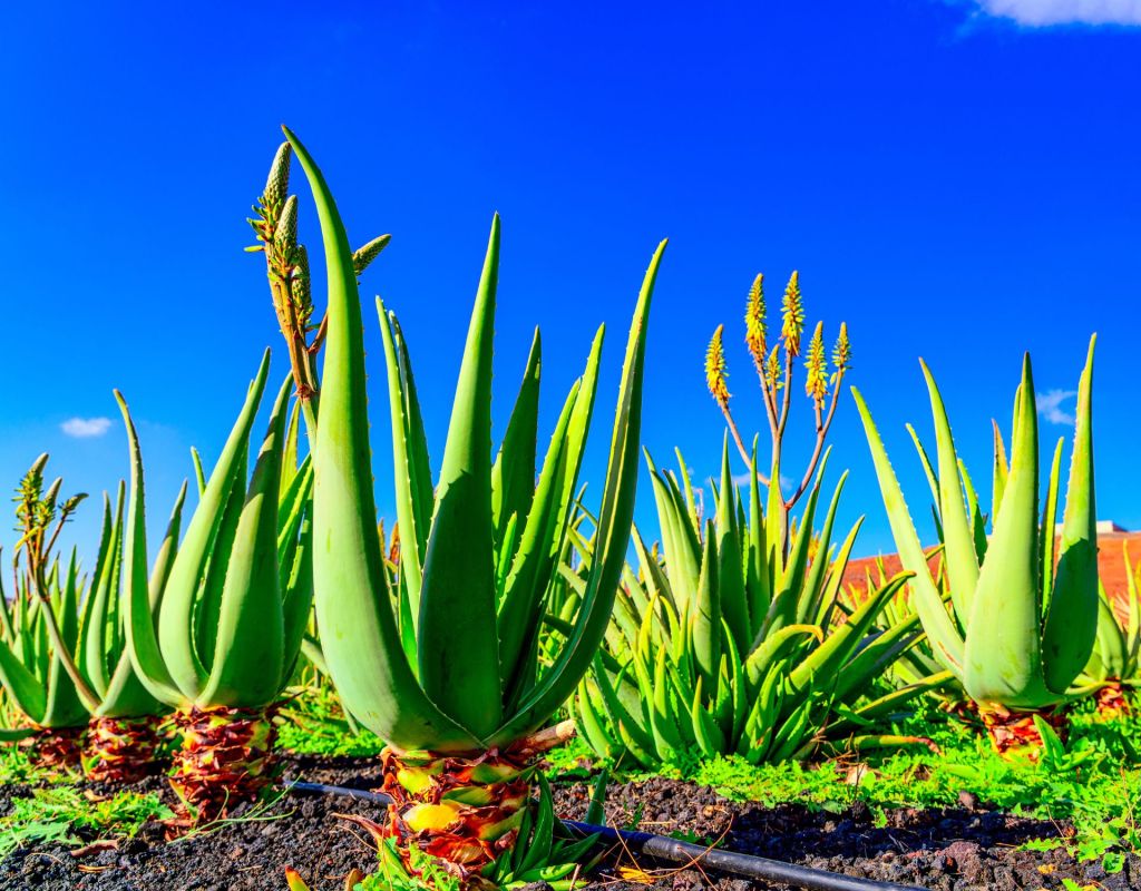 Aloe Vera