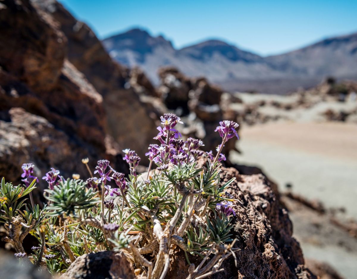 Teide-Veilchen