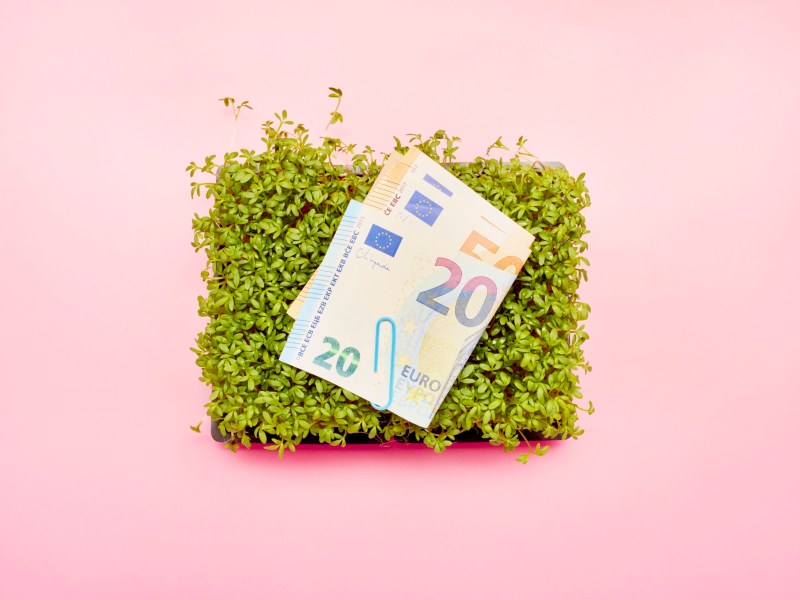 Erhöhte Ansicht von Kresse und Euro-Banknoten auf rosa Hintergrund