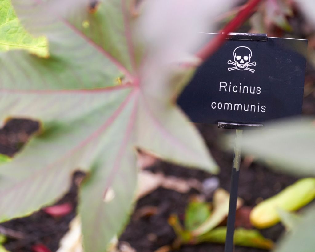 Poison Garden