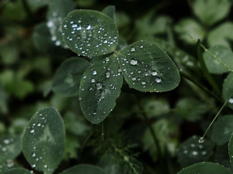 Regen
