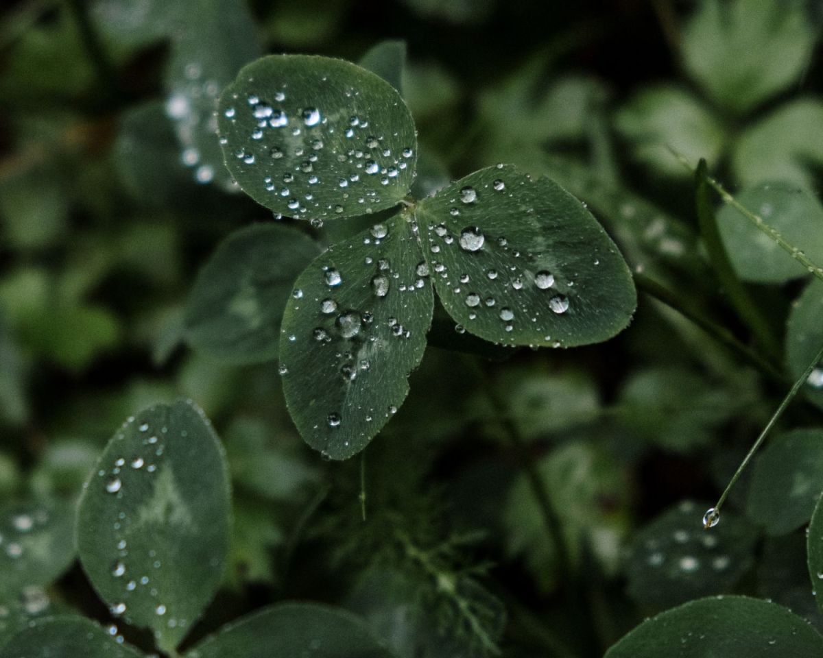 Regen