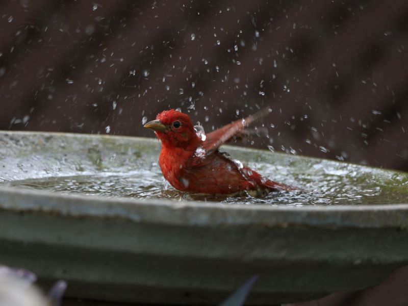 Vogelbad