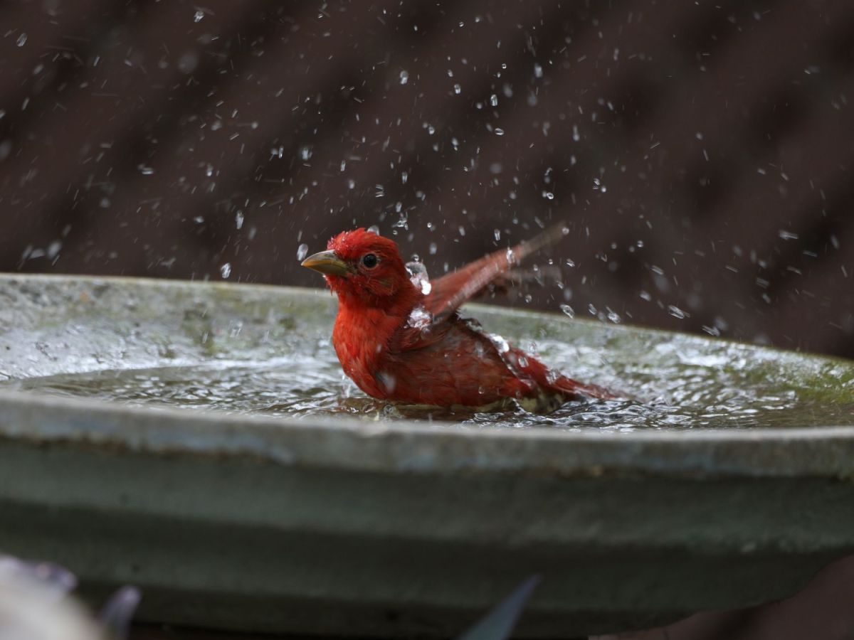 Ein Cent im Vogelbad? Warum dieser Trick im Sommer in keinem Garten fehlen darf